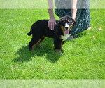 Puppy Orla Bernese Mountain Dog