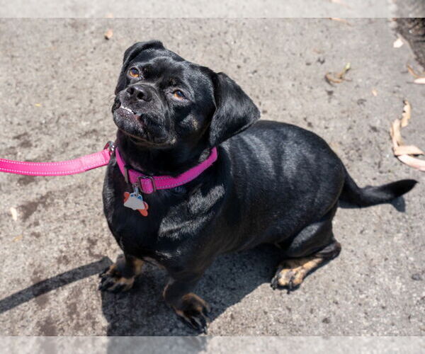 Medium Photo #20 Pug-Unknown Mix Puppy For Sale in Lake Forest, CA, USA