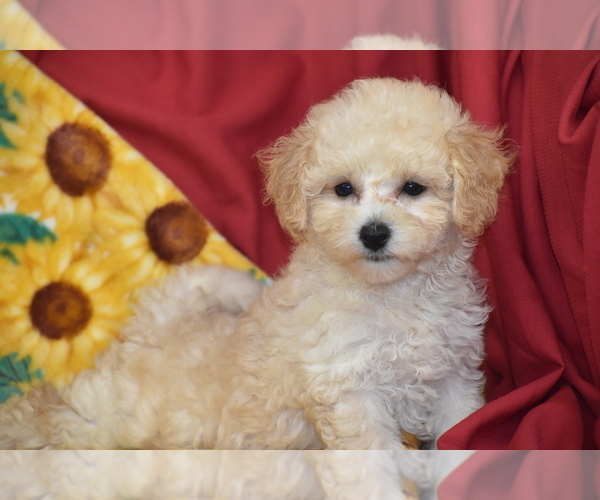 Medium Photo #3 Bichpoo Puppy For Sale in ELDORADO, OH, USA