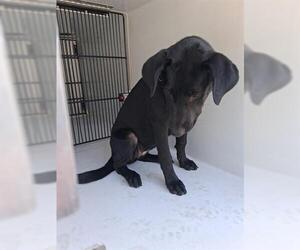 Labrador Retriever Dogs for adoption in Houston, TX, USA