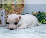 Small Photo #26 Chihuahua-Chorkie Mix Puppy For Sale in FREDERICKTOWN, OH, USA