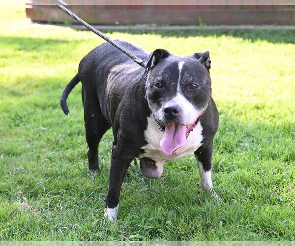Medium Photo #3 Mutt Puppy For Sale in Glen Allen, VA, USA