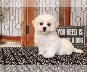 Zuchon Puppy for sale in NAPLES, FL, USA
