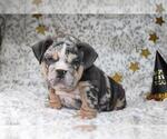 Small #2 English Bulldog