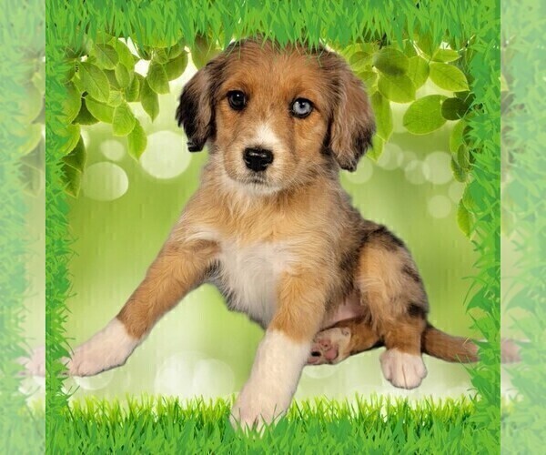 Medium Photo #15 Bernedoodle (Miniature) Puppy For Sale in BLACK FOREST, CO, USA