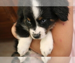 Small #4 Miniature Australian Shepherd