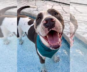 Kilo - Male American Staffordshire Terrier-Unknown Mix Dog for Adoption - Photo #3