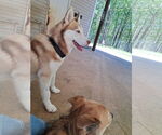 Small #2 Siberian Husky