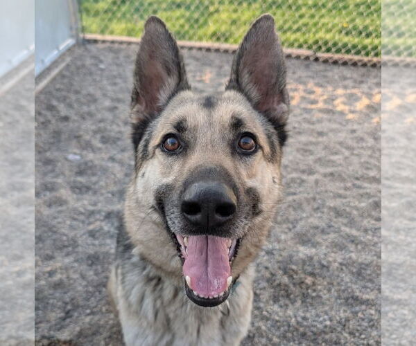 Medium Photo #4 German Shepherd Dog Puppy For Sale in Fargo, ND, USA