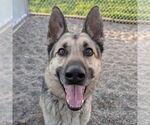 Small #3 German Shepherd Dog