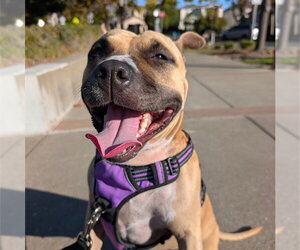 American Staffordshire Terrier Dogs for adoption in Alameda, CA, USA