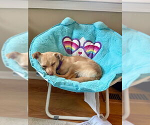 Chihuahua-Unknown Mix Dogs for adoption in Plainfield, IL, USA