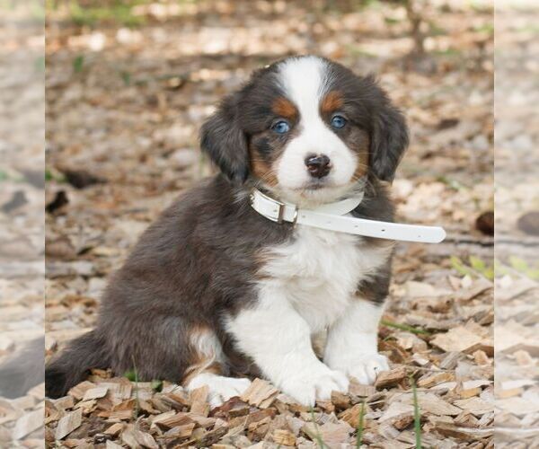 Medium Photo #3 Bernedoodle (Miniature) Puppy For Sale in HONEY BROOK, PA, USA