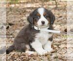 Caden - Male Bernedoodle (Miniature) Puppy for Sale - Photo #3