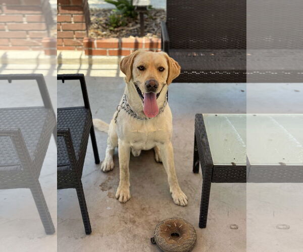 Medium Photo #2 Labrador Retriever Puppy For Sale in San Diego, CA, USA