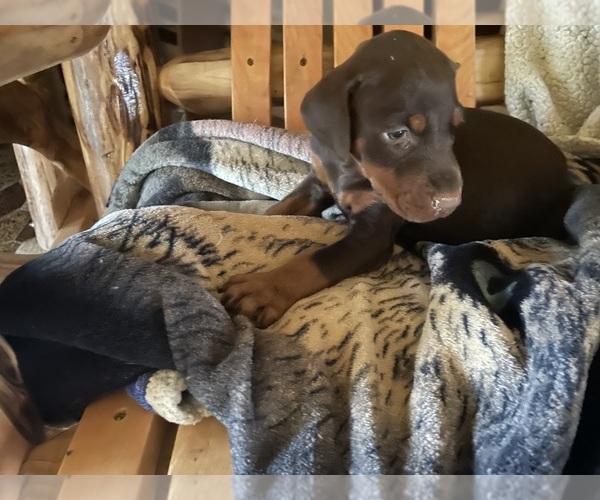 Medium Photo #5 Doberman Pinscher Puppy For Sale in ULYSSES, PA, USA