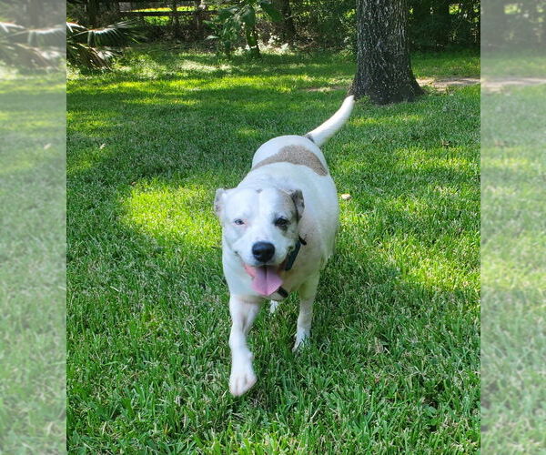 Medium Photo #9 American Pit Bull Terrier-Unknown Mix Puppy For Sale in Brewster, NY, USA
