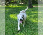Small #8 American Pit Bull Terrier Mix