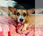 Small #12 Chiweenie