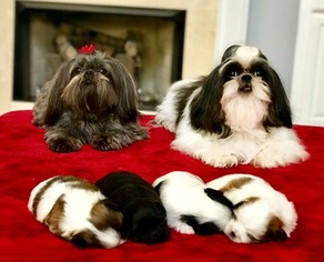 Father of the Shih Tzu puppies born on 03/18/2018