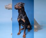 Small Photo #2 Rottweiler Puppy For Sale in Ogden, UT, USA