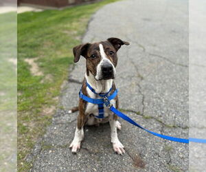 American Pit Bull Terrier Dogs for adoption in Boston, MA, USA