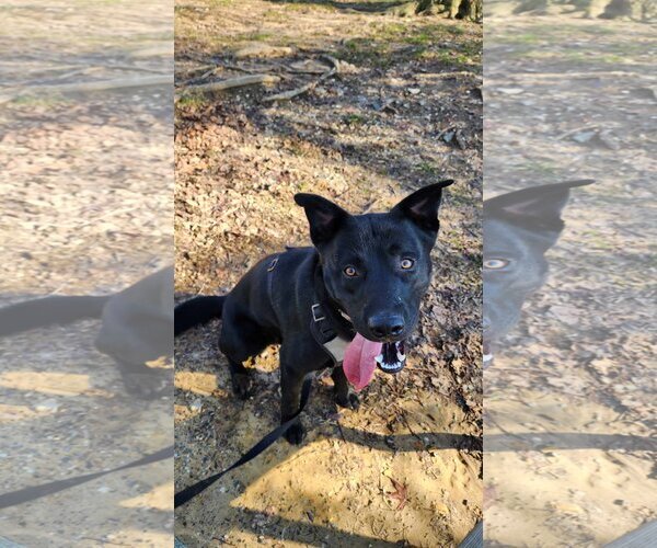 Medium Photo #1 Huskies -Labrador Retriever Mix Puppy For Sale in COLUMBIA, MD, USA