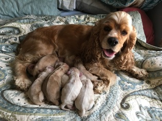 Cocker Spaniel Puppy for sale in LYLE, MN, USA