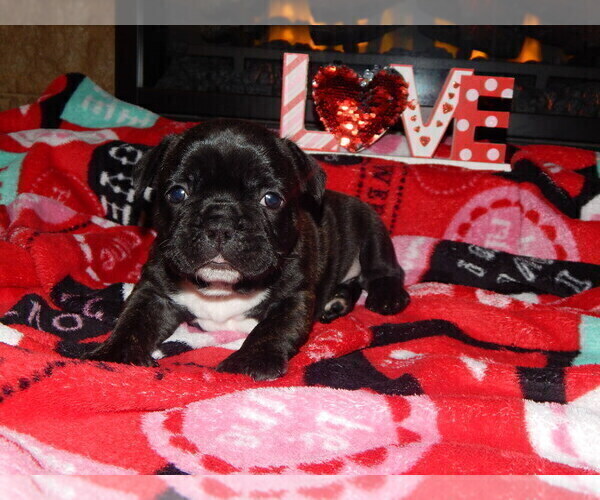 Medium Photo #4 French Bulldog Puppy For Sale in MEADVILLE, PA, USA