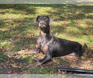 Doberman Pinscher-Unknown Mix Dogs for adoption in Coppell, TX, USA