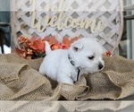 Small #10 West Highland White Terrier