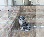 Small Photo #1 Aussiedoodle Puppy For Sale in FRANKLINTON, LA, USA