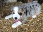 Small Photo #1 Australian Shepherd Puppy For Sale in BRIDGEWATER, VA, USA