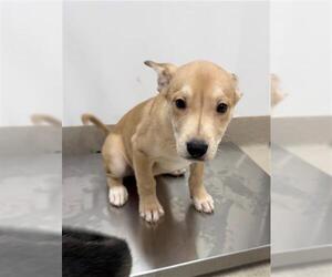 Gerberian Shepsky Dogs for adoption in Baytown, TX, USA