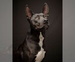 Small #8 American Pit Bull Terrier-American Staffordshire Terrier Mix