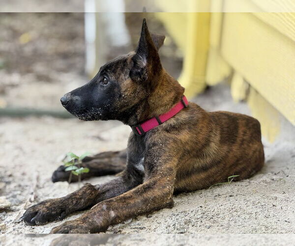 Medium Photo #6 Dutch Shepherd -Unknown Mix Puppy For Sale in Imlay City, MI, USA