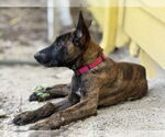 Small #5 Dutch Shepherd  Mix