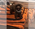 Small Photo #1 YorkiePoo Puppy For Sale in VANCEBURG, KY, USA