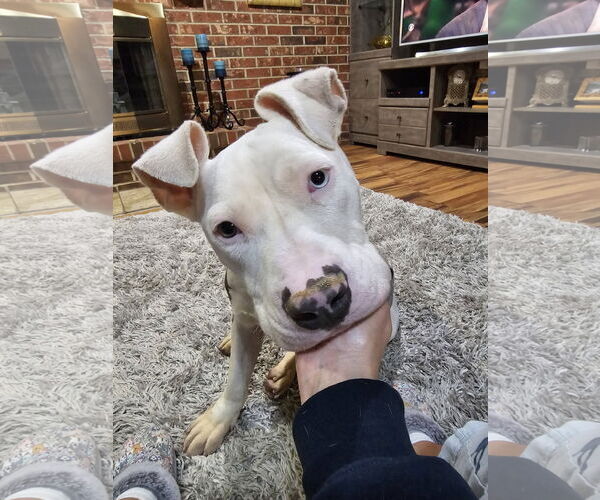 Medium Photo #1 Mutt Puppy For Sale in Crete, IL, USA