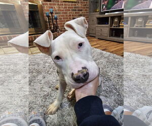 Mutt Dogs for adoption in Crete, IL, USA