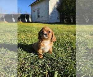 Cavalier King Charles Spaniel Puppy for sale in PROVIDENCE, RI, USA