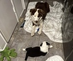 Small #13 Border-Aussie