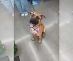 Small #3 Mutt