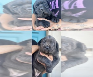 Cane Corso Puppy for sale in HESPERIA, CA, USA