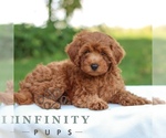 Small #3 Goldendoodle (Miniature)