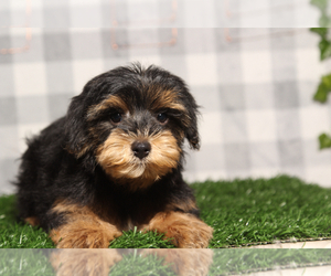 YorkiePoo Puppy for sale in MARIETTA, GA, USA