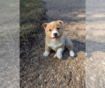 Small #1 Pembroke Welsh Corgi