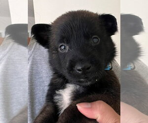 Mutt Dogs for adoption in Lake Forest, CA, USA