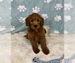 Small #4 Goldendoodle mix (+ Poodle Miniature)