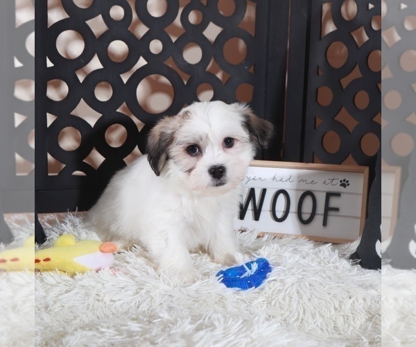 Medium Photo #2 Zuchon Puppy For Sale in MOUNT VERNON, OH, USA